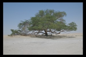 Tree of Life, Bahrain.  Photo: crwjdt, used under Creative Commons License (By 2.0)