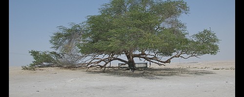 Tree of Life, Bahrain.  Photo: crwjdt, used under Creative Commons License (By 2.0)