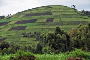 Uganda - Photo: Neil Palmer of CIAT International Center for Tropical Agriculture, used under Creative Commons License (By 2.0)