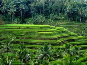 rice field bali_jpg