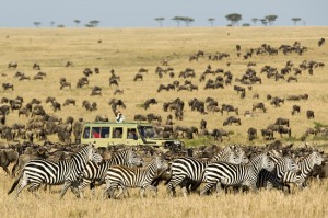 serengeti