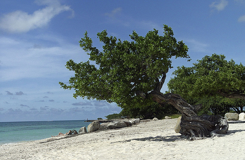 Divi Tree, Eagle Beach, Aruba. Photo: Serge Melki, used under Creative Commons License (By 2.0)