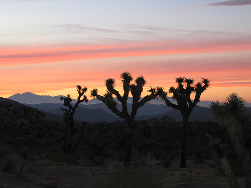 Sunset at Joshua Tree National Park - Photo: Jennie & Jacques, used under Creative Commons License (By 2.0)