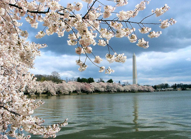 United: Portland – Washington D.C. (and vice versa) $223. Roundtrip, including all Taxes