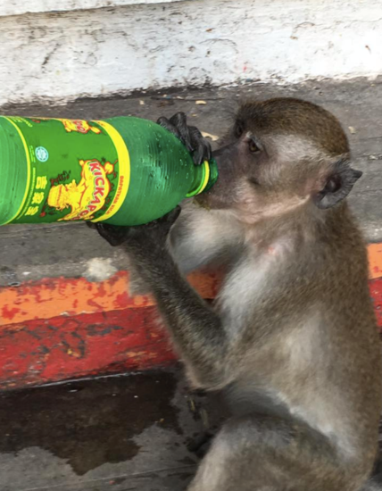 Monkey on steps of the Batu Caves, Kuala Lumpur, Malaysia - Photo: (c) 2016 - Dave Boerner