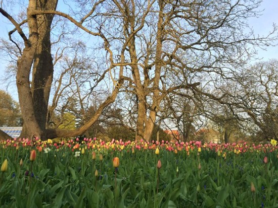 Lund Botanical Gardens, Sweden - Photo: (c) 2016 - Angie