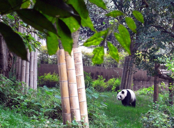 Cathay Pacific: Dallas – Chengdu, China. $968. Roundtrip, including all Taxes