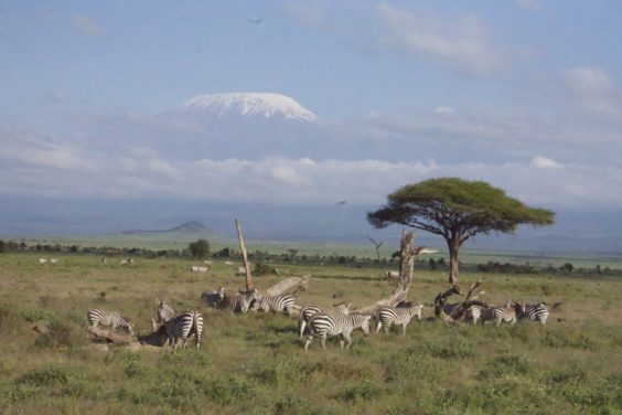 Practical Travel Tips: Safari in Kenya and Tanzania.